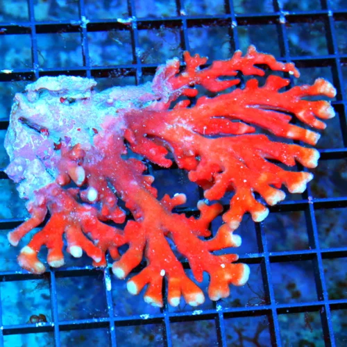 WYSIWYG 4.5X4 LARGE STYLASTER ORANGE LACE CORAL-VERY VERY PRETTY NEON ORANGE LACE CORAL; live coral for sale - Extreme Corals