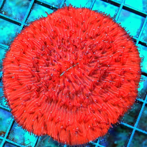 WYSIWYG 4x4 COLLECTORS ITEM SUPER SUPER NEON RED ULTRA COLORED RED PLATE CORAL-ULTIMATE SHOWPIECE live coral for sale - Extreme Corals