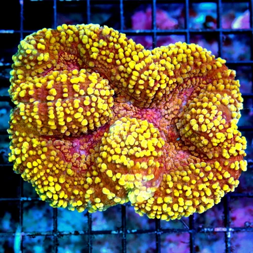 WYSIWYG 5.5x4.5 SUPER ULTRA COLORED SHOWPIECE MULTICOLORED ORANGE CARPET LOBOPHYLLIA-AWESOME COLOR!! live coral for sale - Extreme Corals