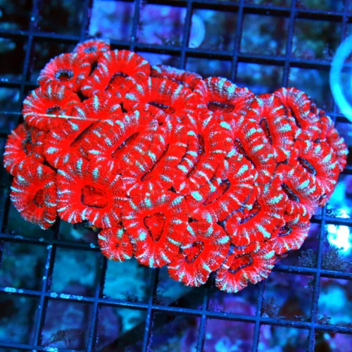 WYSIWYG 4.5X4 ACANTHASTREA-LARGE BAD TO THE BONE ULTRA COLORED ACANTHASTREA LORDHOWENSIS-COLOR IS AWESOME live coral for sale - Extreme Corals