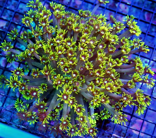 WYSIWYG 8X8 10X10 GIANT WHITE ALIEN EYED ULTRA COLORED SHOWPIECE INDO GONIOPORA-THIS IS AWESOME COLORED!! live coral for sale - Extreme Corals