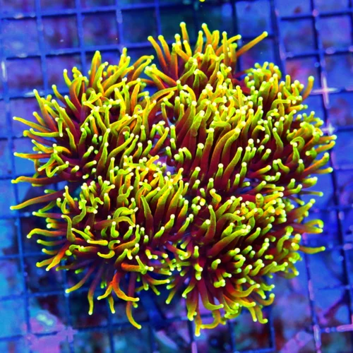 WYSIWYG 6X6  HANDPICKED BY SCOTT 24k MORPH SUPER SUPER ULTRA GRADE CENTERPIECE XXL ULTIMATE INDO TORCH live coral for sale - Extreme Corals