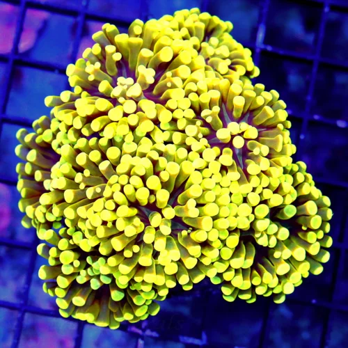 WYSIWYG 5.5X5.5 COLLECTOR ITEM HAMMER-FROGSPAWN MORPH IN YELLOW! "BRANCHING ULTRA FRAMMER" COLLECTORS ITEM live coral for sale - Extreme Corals