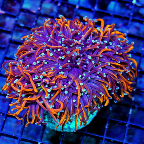 WYSIWYG 6.5X5.5 XXL CENTERPIECE EXTREMELY RARE COLORED ULTIMATE SHOWPIECE NY KNICKS TORCH GIANT SPECIMEN!! live coral for sale - Extreme Corals