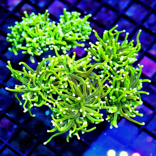 WYSIWYG 6X5 XXL COMBO TORCH 2 DIFFERENT COLORED TORCH CORALS GETTING 2 FOR THE PRICE OF ONE!!! live coral for sale - Extreme Corals