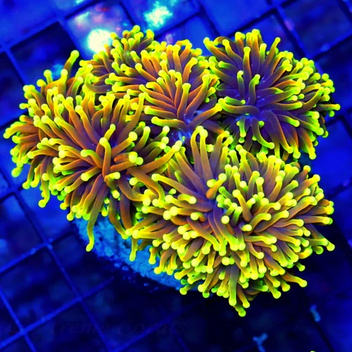 WYSIWYG 5.5X5 6X6  HANDPICKED BY SCOTT 24k MORPH SUPER SUPER ULTRA GRADE CENTERPIECE XXL ULTIMATE INDO TORCH live coral for sale - Extreme Corals