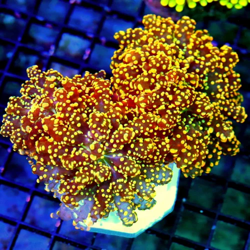 WYSIWYG 6X5 XXL CENTERPIECE HANDPICKED BY SCOTT-SUPER SUPER COLORED ORANGE BRANCHING OCTOSPAWN-SPECTACULAR live coral for sale - Extreme Corals