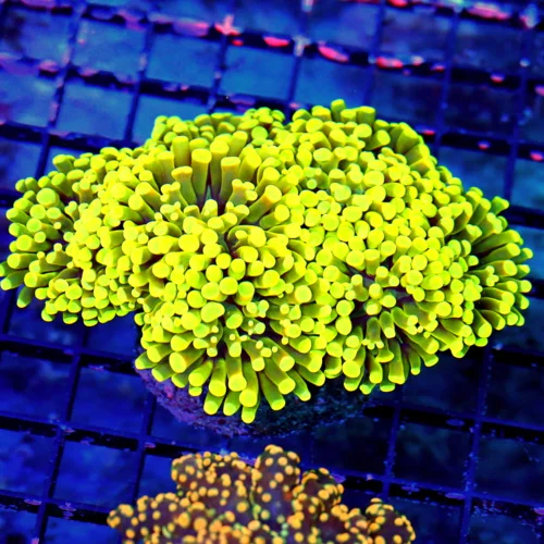 WYSIWYG 6.5X5.5 COLLECTOR ITEM HAMMER-FROGSPAWN MORPH IN YELLOW! "BRANCHING ULTRA FRAMMER" COLLECTORS ITEM live coral for sale - Extreme Corals