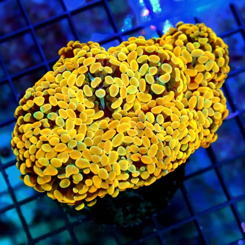 WYSIWYG 5.5X4.5 XXL SUPER INSANE ORANGE BRANCHING HAMMER-THIS IS VERY VERY SPECIAL COLOR-GIANT live coral for sale - Extreme Corals