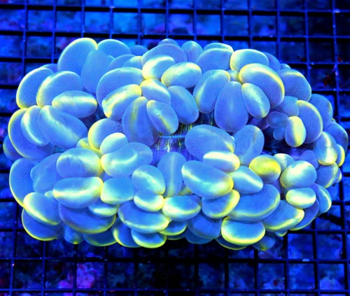 WYSIWYG 8X6 GINAT CENTERPIECE ULTIMATE ULTRA GRADE HUGE BLUE YELLOW SPLATTER HAMMER AWESOME!! live coral for sale - Extreme Corals