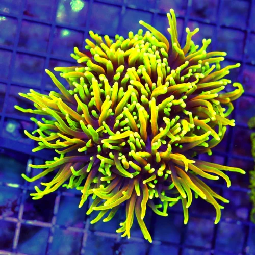 WYSIWYG 6X4.5 GIANT ULTRA GRADE ULTRA COLORED HELLFIRE INDO TORCH-THIS IS VERY SPECIAL SHOWPIECE GIANT SPECI live coral for sale - Extreme Corals