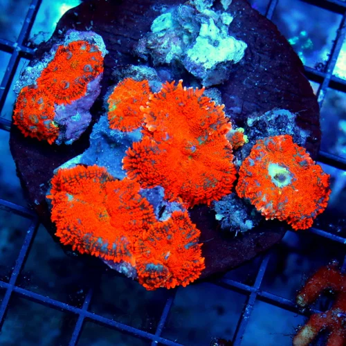 WYSIWYG 4X4 ULTRA ULTRA NEON ORANGE RHODACTIS MUSHROOM COLONY-THESE ARE VERY INTENSE!! live coral for sale - Extreme Corals