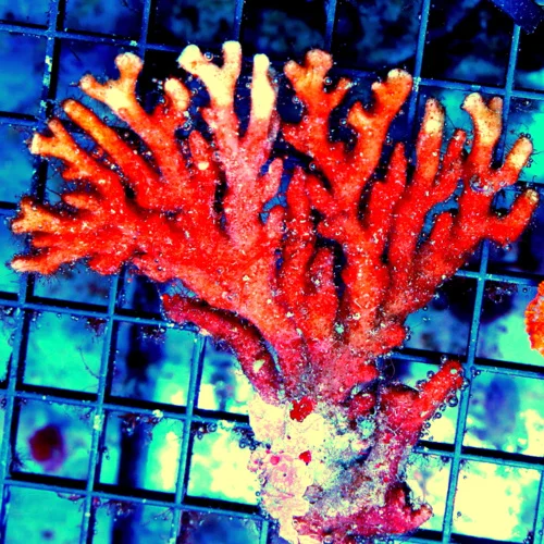 WYSIWYG 4.5X4.5 NEON ORANGE SYLASTER VERRY VERY PRETTY NEON ORANGE LACE CORAL live coral for sale - Extreme Corals