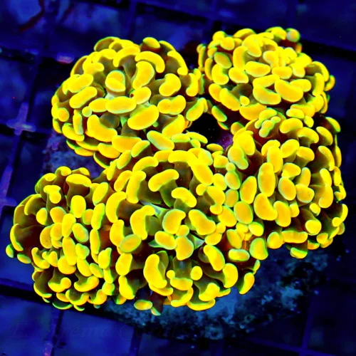 WYSIWYG 5.5X5 BRANCHING HAMMER-COLLECTOR ITEM COLOR-ABSOLUTELY INSANE GLOWING HOME DEPOT ORANGE HAMMER live coral for sale - Extreme Corals