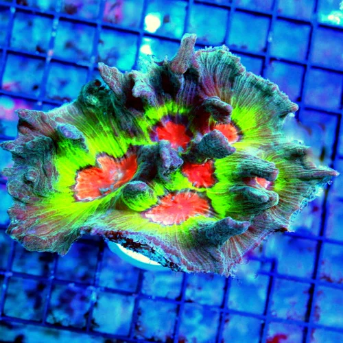 WYSIWYG 5X4 ULTRA ULTRA COLORED VERY HARD TO GET SPACE INVANDER PECTINA-COLOR IS AWESOME live coral for sale - Extreme Corals