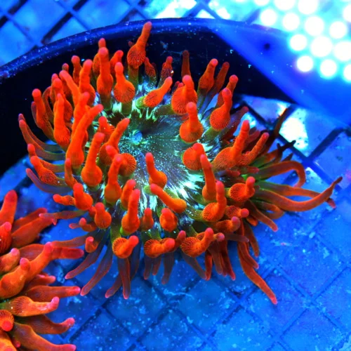 WYSIWYG 4X4 EXTREME CORALS TANK RAISED PREMIUM ULTRA GRADE ROSE BUBBLE ANEMONE-EXTREMELY HARDY!! live coral for sale - Extreme Corals