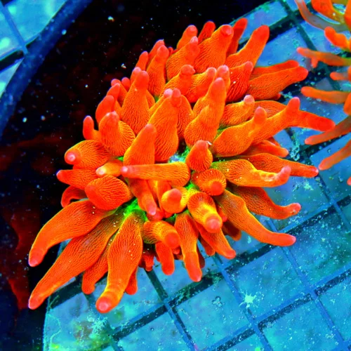 WYSIWYG 4X4 EXTREME CORALS TANK RAISED PREMIUM ULTRA GRADE ROSE BUBBLE ANEMONE-EXTREMELY HARDY!! live coral for sale - Extreme Corals