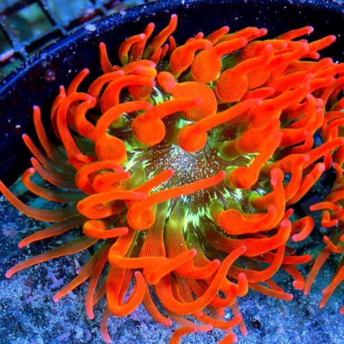 5x5 EXTREME CORALS TANK RAISED PREMIUM ULTRA GRADE ROSE BUBBLE ANEMONE-EXTREMELY HARDY!!