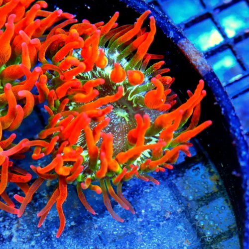 4.5X4.5 EXTREME CORALS TANK RAISED PREMIUM ULTRA GRADE ROSE BUBBLE ANEMONE-EXTREMELY HARDY!!
