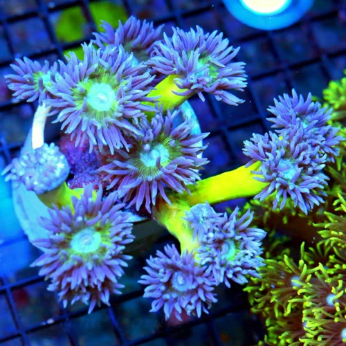 5X4.5  DUNCANSAMNIA-SUPER BLUE TENTACLED NEON GREEN STEMMED ULTRA COLORED DUNCANSAMNIA