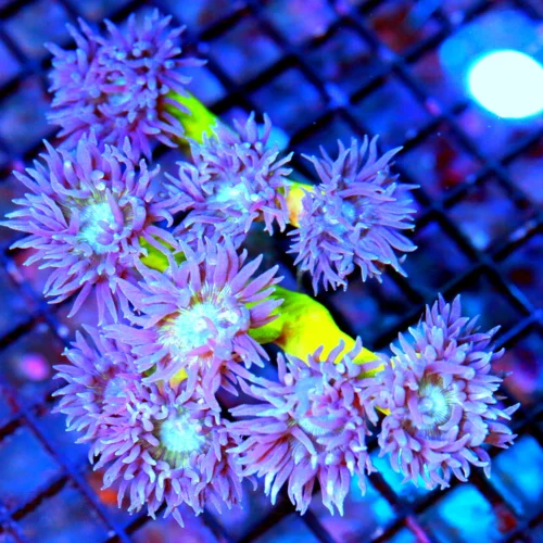 5.5X4.5 DUNCANSAMNIA-SUPER BLUE TENTACLED NEON GREEN STEMMED ULTRA COLORED DUNCANSAMNIA