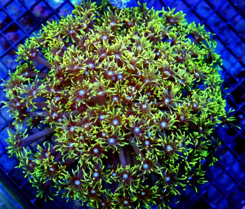 10X10 GIANT WHITE ALIEN EYED ULTRA COLORED SHOWPIECE INDO GONIOPORA-THIS IS AWESOME!!