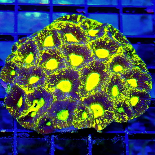 4X4 SUPER PURPLE NEON YELLOW ALIN EYED PREDATOR BLOOD GONIASTREA BRAIN-SUPER COLORED