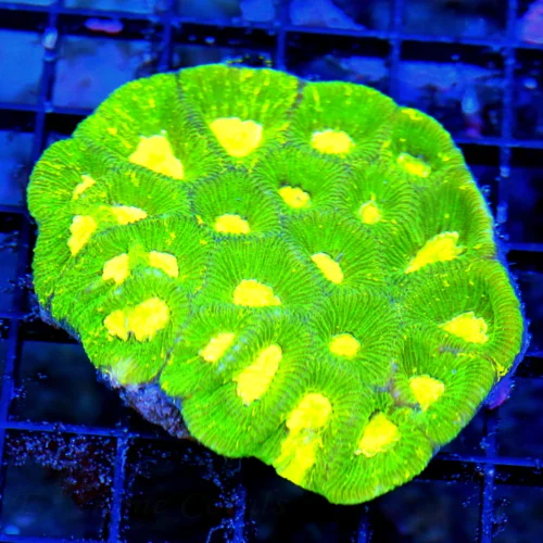 4X3.5 ABSOLUTELY INSANE NEON YELLOW EYED GLOW IN THE DARK NEON GREEN AND YELLOW ULTRA COLORED FAVIA