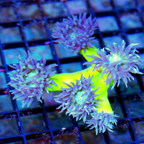 4X4 DUNCANSAMNIA-SUPER BLUE TENTACLED NEON GREEN STEMMED ULTRA COLORED DUNCANSAMNIA