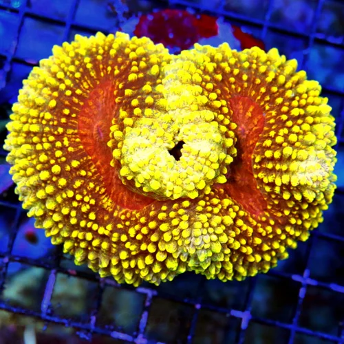 5.5X5  SUPER ULTRA COLORED SHOWPIECE MULTICOLORED ORANGE CARPET LOBOPHYLLIA-AWESOME COLOR!!