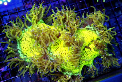 10x7 HANDPICKED BY SCOTT SUPER NEON YELLOW BLUE TIPPED ULTRA COLORED ULTRA ELEGANCE