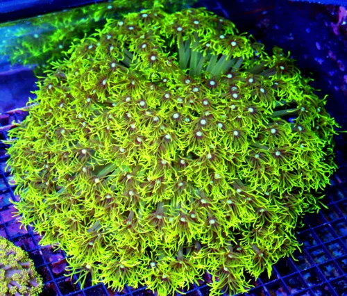 14X14 GIANT CENTERPIECE GIANT WHITE ALIEN EYED ULTRA COLORED SHOWPIECE INDO GONIOPORA-THIS IS AWESOM