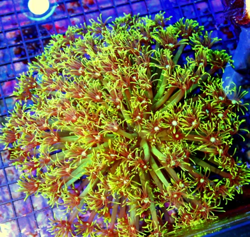 10X10 GIANT WHITE ALIEN EYED ULTRA COLORED SHOWPIECE INDO GONIOPORA-THIS IS AWESOME!!
