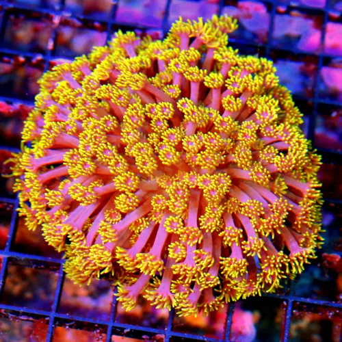 4.5X4.5 SCOTT'S HANDPICKED ULTRA ULTRA COLORED SHOWPIECE RAINBOW GONIOPORA-OUT OF THIS UNIVERSE