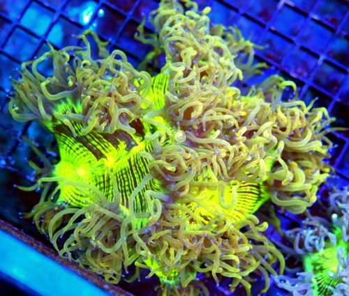 7X7 HANDPICKED BY SCOTT SUPER NEON YELLOW BLUE TIPPED ULTRA COLORED ULTRA ELEGANCE