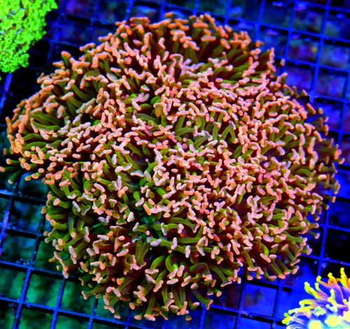 8X8 XXL CENTERPIECE PINK ORANGE GREEN BOOK QUALITY COLORED HAMMER-ABSOLUTE INSANE SPECIMEN!!