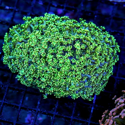 5X4 NEON SEAFOAM GREEN GREAT SIZE SHAPE AND COLOR ULTRA GRADE BLUE ALIEN EYD GONIOPORA