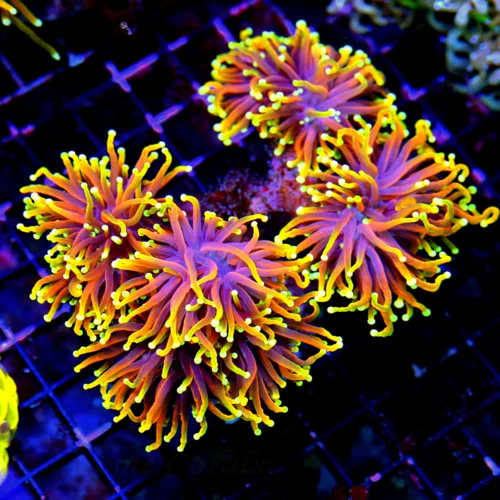 6X5 ULTIMATE SHOWPIECE SPITFIRE INDO ULTRA GRADE COLLECTORS ITME TORCH-WOW IS ALL I CAN SAY!!