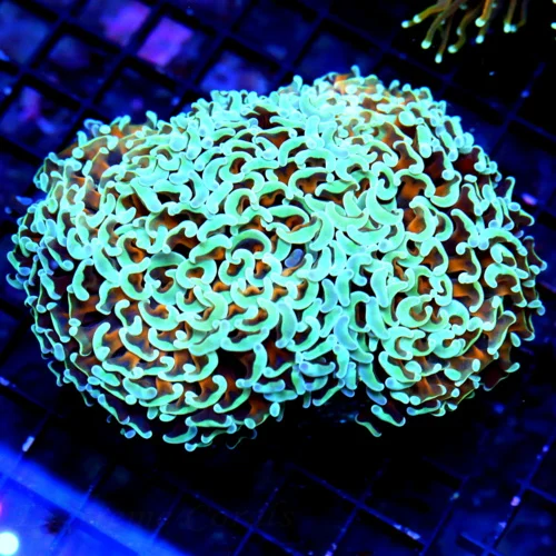 5.5X5 OUT OF THIS WORLD NEON BLUE TIPPED ORANGE TENTACLED SHOWPIECE HAMMER CORAL INCREDIBLE!