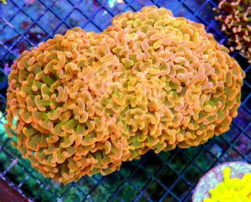 8.5X7 XXL CENTERPIECE OF ANYONES TANK SUPER ULTRA COLORED HOME DEPOT ORANGE GREEN PINK GOLD HAMMER