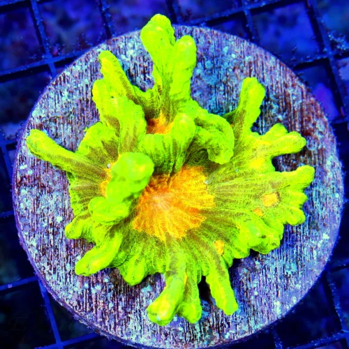 4X4 EXTREMECORALS HANDPICKED TANK RAISED XL 'TRUE SPACE INVADER PECTINIA-ABSOLUTLEY INSAEN SPECIMEN