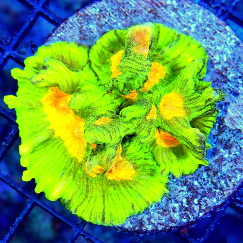 4X4 EXTREMECORALS HANDPICKED TANK RAISED XL 'TRUE SPACE INVADER PECTINIA-ABSOLUTLEY INSAEN SPECIMEN