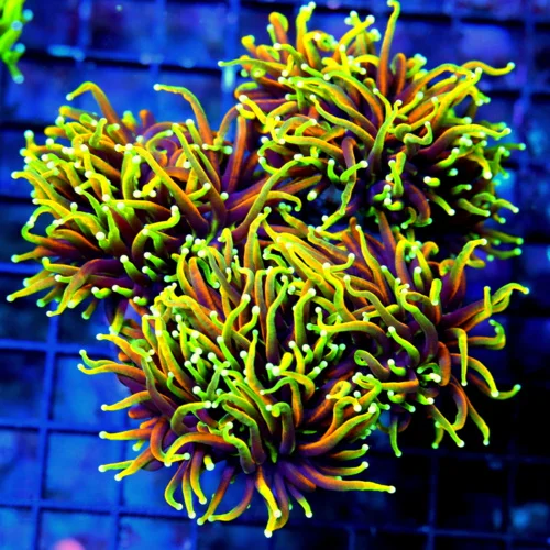 WYSIWYG 5.5x5.5 GIANT CENTERPIECE ULTRA COLORED DRAGON SOUL TORCH-VERY VERY SPECIAL GIANT XXL TORCH live coral for sale - Extreme Corals