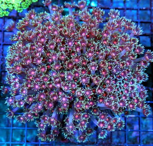 WYSIWYG 7X7 XXL GIANT RED EYED "JELLYBEAN RED DEVIL" ULTRA COLORED ULTRA GRADE GONIOPORA-INCREDIBLE!! live coral for sale - Extreme Corals