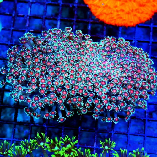 WYSIWYG 7.5X6 XXL GIANT RED EYED "JELLYBEAN RED DEVIL" ULTRA COLORED ULTRA GRADE GONIOPORA-ISPECTACULAR COLO live coral for sale - Extreme Corals