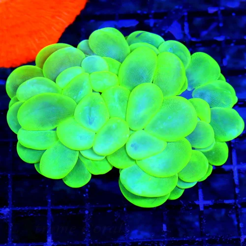 WYSIWYG 5.5X5 XXL SUPER ULTRA LEMONLIME GREEN YELLOW GIANT XXL ULTRA COLORED INDO BUBBLE-WOWWEE!! live coral for sale - Extreme Corals