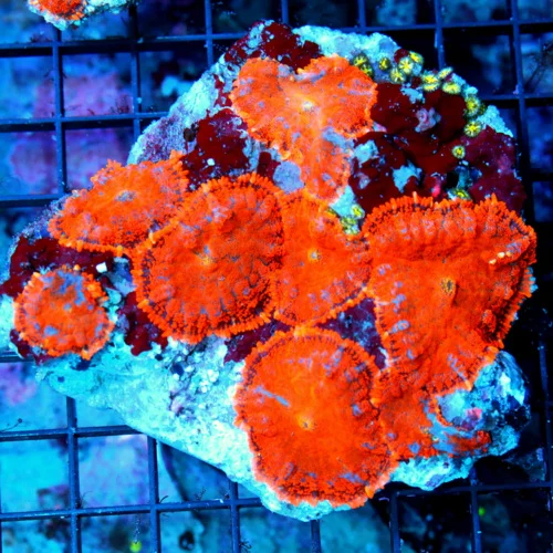 WYSIWYG 5.5X5 XL SUPER ULTRA ORANGE MULTICOLORED SHOWPIECE RHODACTIS MUSHROOM COLONY!! THIS IS AWESOME!! live coral for sale - Extreme Corals