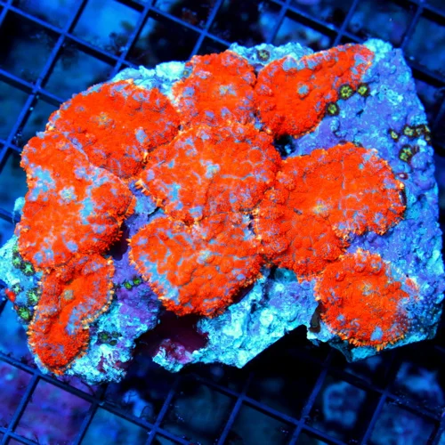 WYSIWYG 6X5 XL SUPER ULTRA ORANGE MULTICOLORED SHOWPIECE RHODACTIS MUSHROOM COLONY!! I LOVE THIS ONE! live coral for sale - Extreme Corals