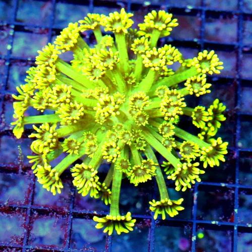 WYSIWYG 4.5X4.5 OUT OF THIS WORLD ULTRA ULTRA NEON YELLOW SUPER COLORED INDO GONIOPORA-FABULOUS!! live coral for sale - Extreme Corals
