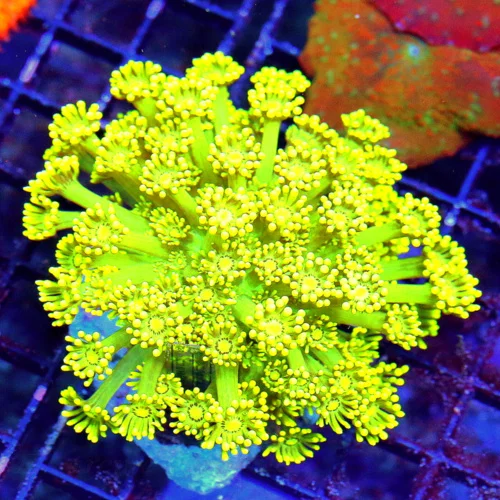 WYSIWYG 4.5X4.5 GLOW IN THE DARK AS BRIGHT AS YOU WILL EVER SEE SUPER NEON YELLOW GONIOPORA-VERY SPECIAL! live coral for sale - Extreme Corals